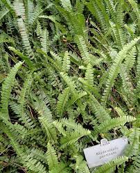 Image result for Hypolepis sparsisora