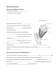 A collection of english esl worksheets for home learning, online practice, distance learning and english classes to teach about contractions, contractions. Muscles Worksheet