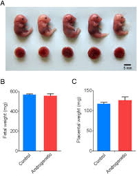 兩公鼠生下健康小鼠，解開哺乳類生殖的基因印記奧祕| 明日科學