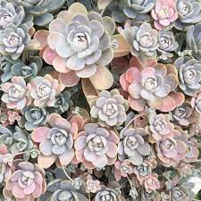 We did not find results for: Monocarpic Succulent What Are Monocarpic Succulents Succulent City