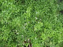 Image result for Jasminum grandiflorum