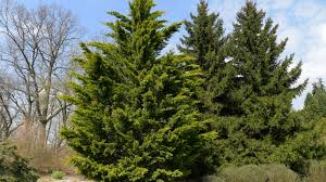 It is an excellent choice for quick. Leyland Cypress Trees Care Growing Guide