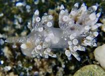 Sea Slug Survey in the Rocky Shores