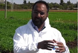 I've been walking back and forth between dias farm, old dandelion, and northern wheat plantation but they dont seem to be connecting. Q A With Mandeep Randhawa Cimmyt Wheat Rust Expert At Njoro Platform Kenya Wheat