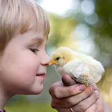 Amazon.com: PawHut 63" Outdoor Chicken Coop Wooden, Chicken Cage with Run  Area, Nesting Box, Hen House with Waterproof Roof, Removable Tray : Pet  Supplies