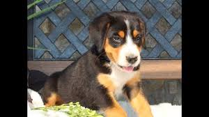 Greater swiss mountain dog health survey please fill out this survey for greater swiss mountain dogs who were living at any time during the years of 2008 to 2012. Kiehjilhf3n3hm