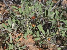 Image result for Grewia flava