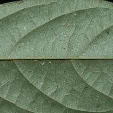 Image result for Afrostyrax