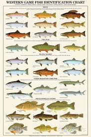 western gamefish identification chart posters fish chart