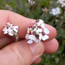 Image result for Eriocephalus