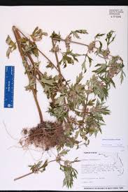 Image result for Leonurus japonicus