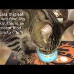 Cats who work for their food seem to be happier and healthier, so stuffing food into a toy isn't just a hobby for you. Wet Food Puzzles Archives Fundamentally Feline