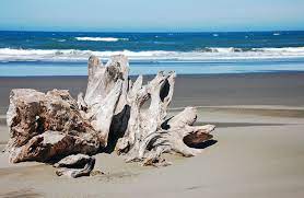 Driftwood On Beach In 2021 Oregon Beaches Beach Photos Driftwood Beach