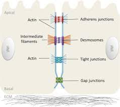 We did not find results for: Insights Into The Role Of Cell Cell Junctions In Physiology And Disease Sciencedirect