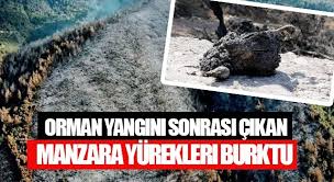 Tren geçme esnasında sıçrayan kıvılcımlar, içildikten sonra etrafa fırlatılan şişelerin mercek görevi görmesi gibi pek çok unsur yangın sebebi. Orman Yangini Sonrasi Cikan Manzara Yurekleri Burktu