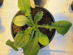 Image result for Lactuca ugandensis