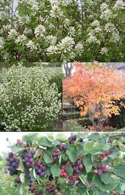 Image result for Amelanchier alnifolia