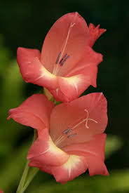 Image result for Gladiolus dalenii