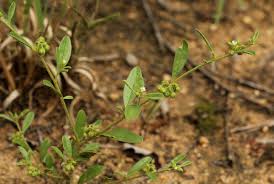 Image result for Limeum viscosum