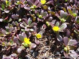 Image result for Portulaca centrali-africana