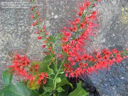 Image result for Combretum microphyllum