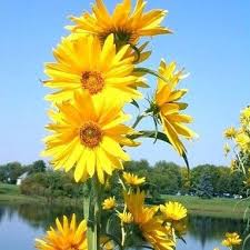 Ukuran bunga ini besar dan bentuknya menyerupai matahari. Harga Bunga Matahari Terbaik Taman Perlengkapan Rumah Juni 2021 Shopee Indonesia