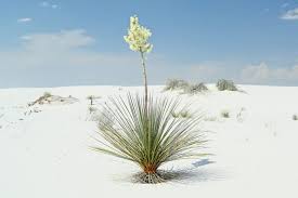 Image result for Yucca