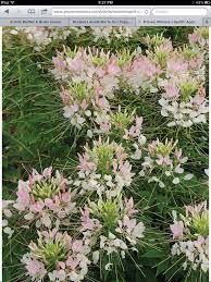 These annual deer resistant shade flowers can grow in hardiness zones 3 through 9 in partial shade or full sun. Cleome A Spectacular Showy Bloomer Deer Resistant Annuals Annual Plants Deer Resistant Plants