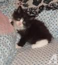 Manx Cat Breeders and Information - Kittens For Sale