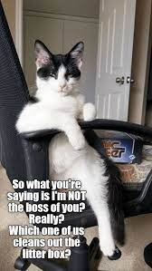 Putting You In Your Place Https Cheezburger Com 9267456512 Funny Animal Memes Cute Cat Memes Funny Animal Jokes