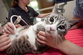 Wie muss sich eine katze verhalten, dass man weiss; Aortenthrombus Bei Der Katze Tiermedizinportal Part 2