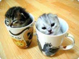mr peebles cat bing images cute animals cute animal pictures baby animals