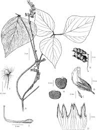 Image result for Pseudovigna