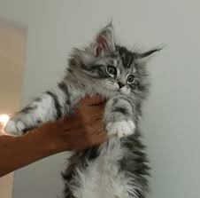 Once you are approved we can place you on the list for. Maine Coon Cat For Sale In Oregon Mainecoon Org