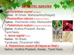 Image result for Psilotrichum