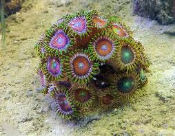 Zoanthid Coral Care Id And Feeding In A Reef Aquarium