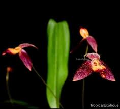 Image result for Bulbophyllum elliotii