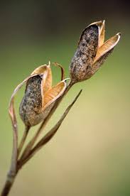 The iris can have freckles (though not caused by the sun), pigmented moles, melanomas, etc. Japanese Water Iris Seed Pods Iris Sp Photograph By Dr Nick Kurzenko Science Photo Library