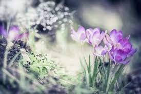 Photo About Spring Nature Background With Pretty Crocuses Flowers In Garden Or Park Outdoor Image Of Crocuses Color Background 87783434 Vesna