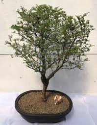 The display includes a number of elements of traditional bonsai presentation: Chinese Seiju Elm Bonsai Tree Ulmus Parvifolia Seiju