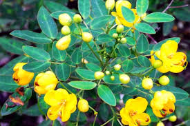 Image result for Senna sophera