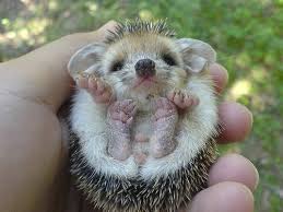 A Baby Animal Feeding Is Always Adorable But Nothing Is Cuter Than A Tiny Baby Hedgehog Being Hand Fed D Baby Animals Pictures Cute Animals Cute Baby Animals