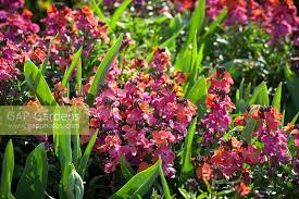 We did not find results for: Erysimum Winter Orc Stock Photo By Jonathan Buckley Image 0489669