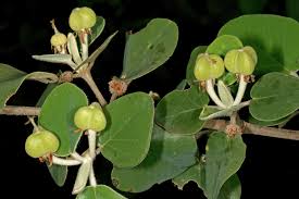 Image result for Androstachys