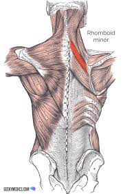 Related posts of muscles of the lower back and buttocks diagram muscle general anatomy. Superficial Back Muscles Anatomy Geeky Medics