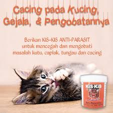 Check spelling or type a new query. 80 Koleksi Gambar Hewan Cacing Tambang Hd Gambar Hewan