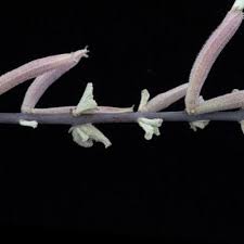 Image result for Catophractes alexandri