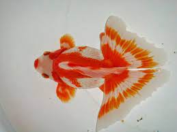 Get the best deals for butterfly telescope goldfish at ebay.com. Butterfly Tail Goldfish Bangalore Aquarium