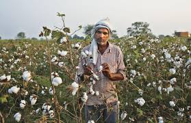 Harvesting cotton by hand, india. Why India Continues To Use Lethal Pesticides