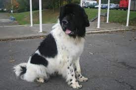 Sans le résultat, je ne prends rien chez. Terre Neuve Les Avis Et Les Photos Des Internautes Les Avis Choisir Son Chien